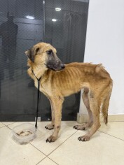 Image justificative de la cagnotte