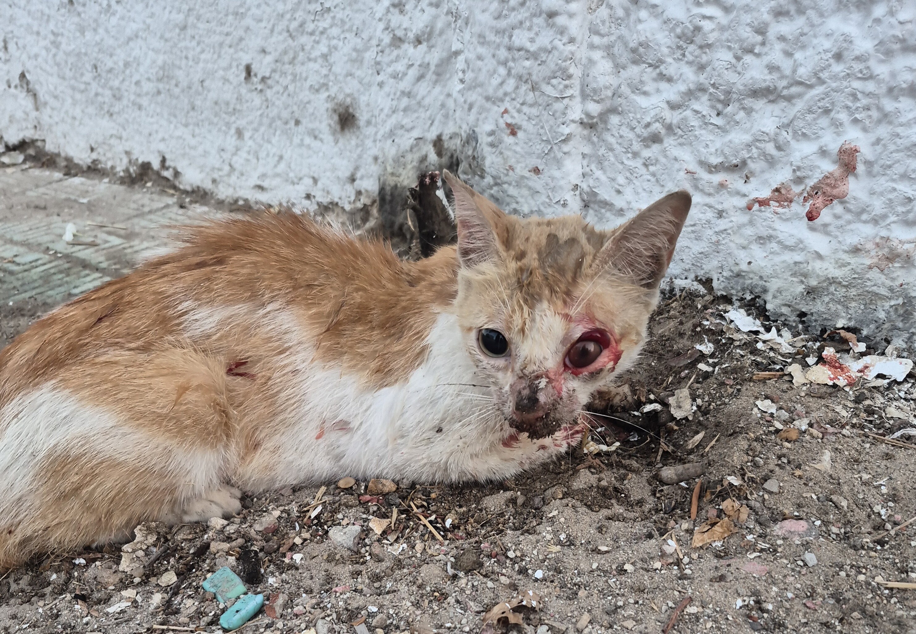 Image justificative de la cagnotte