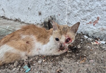 Image justificative de la cagnotte