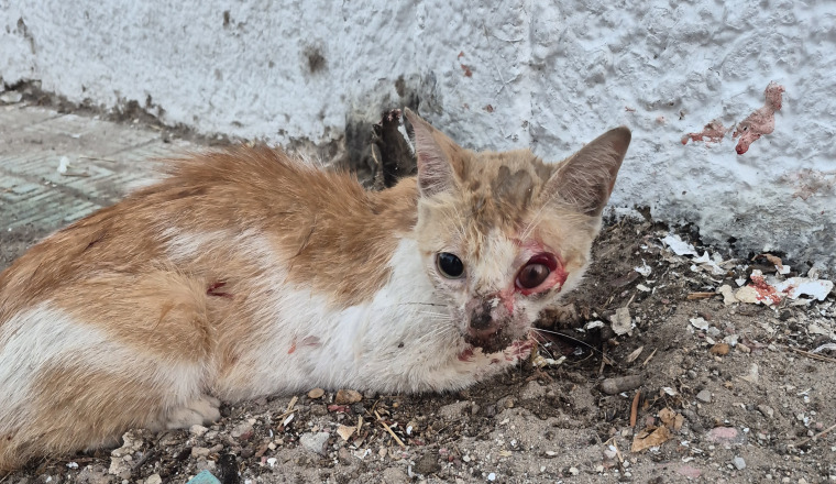 Image justificative de la cagnotte