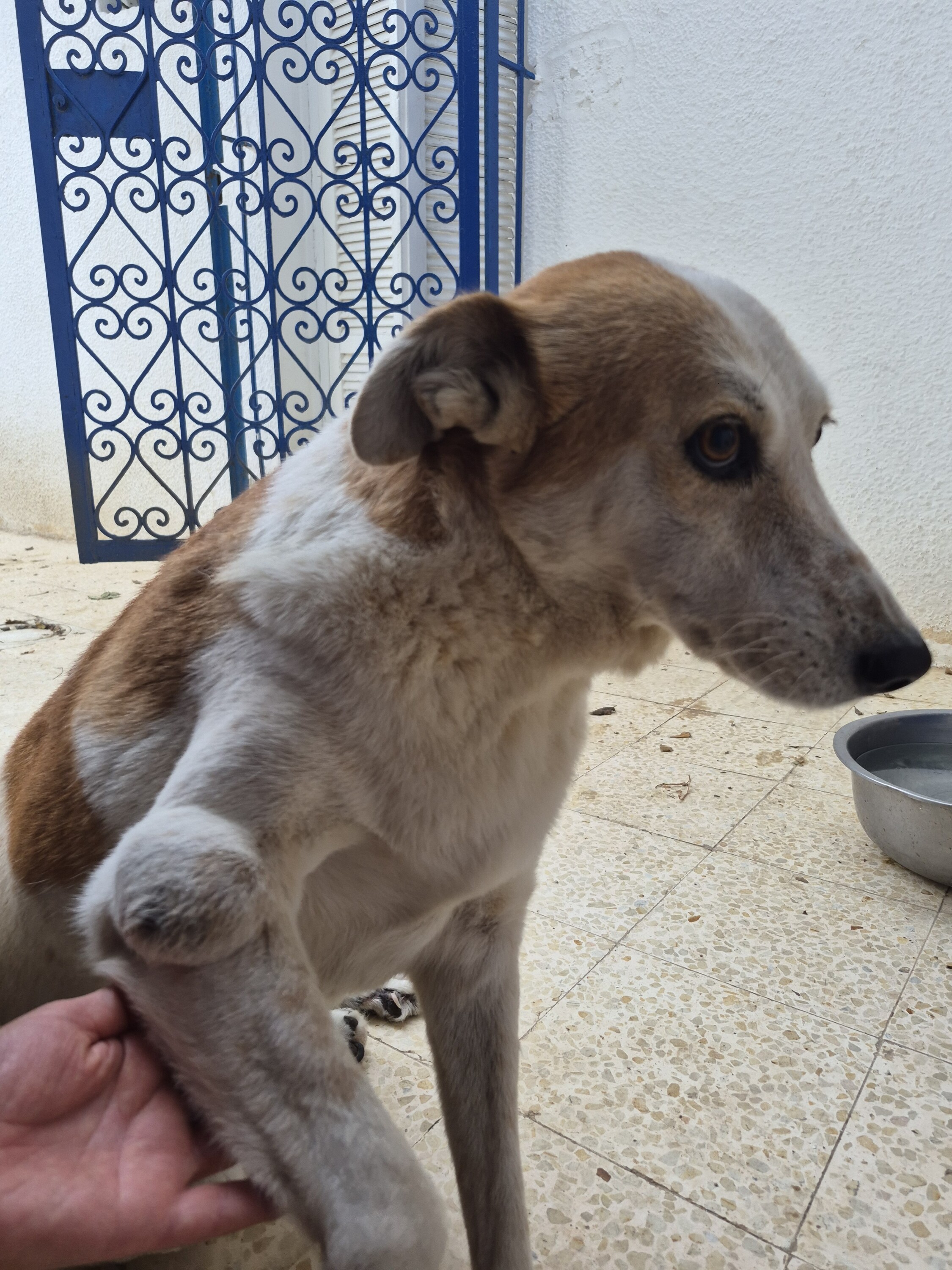 Image justificative de la cagnotte