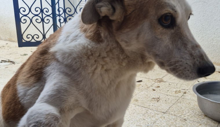 Image justificative de la cagnotte