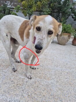 Image justificative de la cagnotte