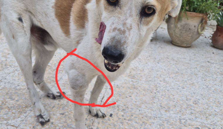Image justificative de la cagnotte
