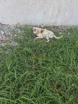 Image justificative de la cagnotte