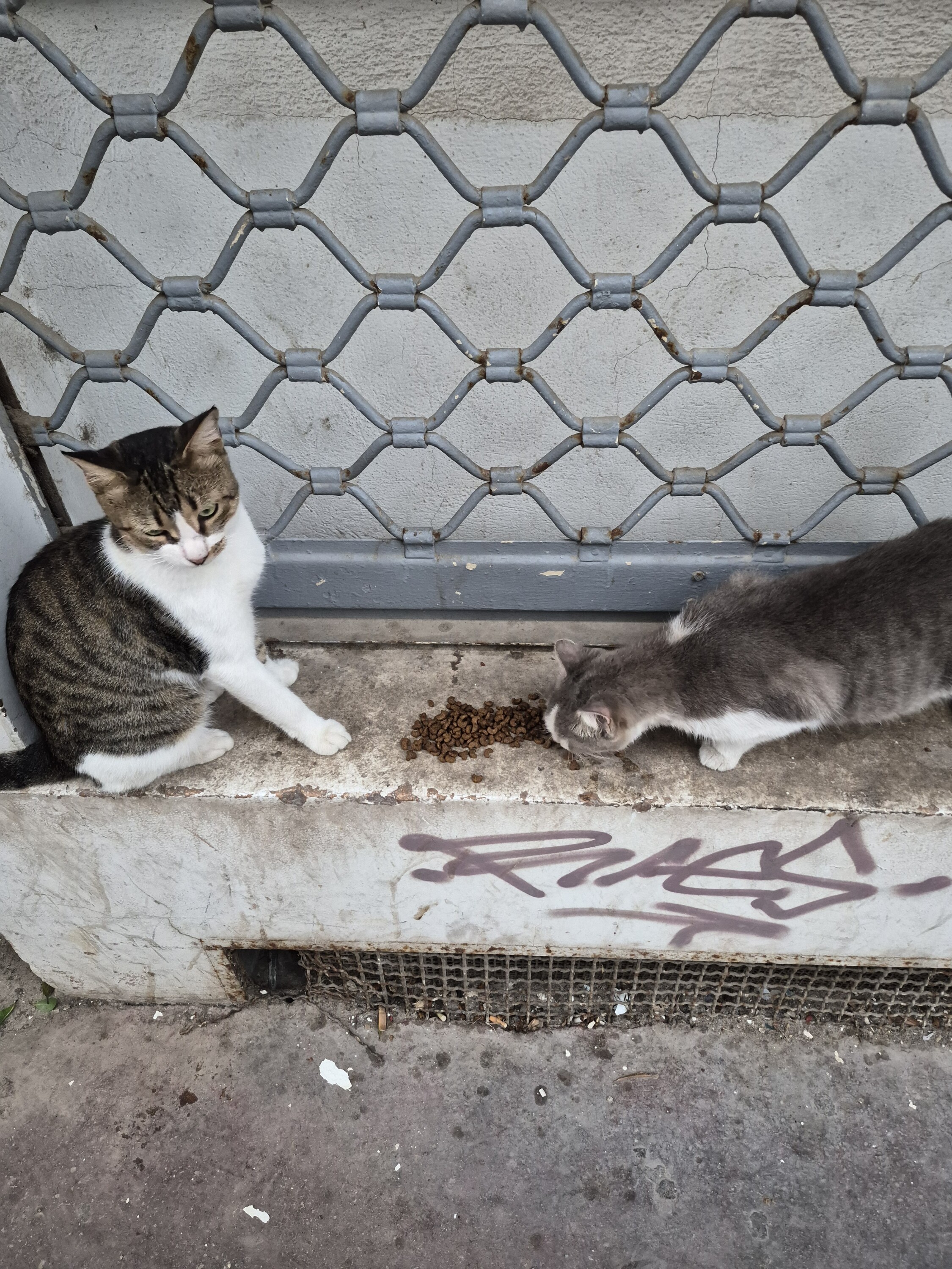 Image justificative de la cagnotte