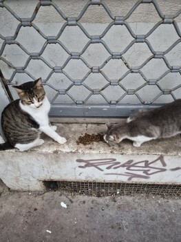 Image justificative de la cagnotte