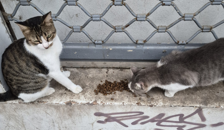 Image justificative de la cagnotte