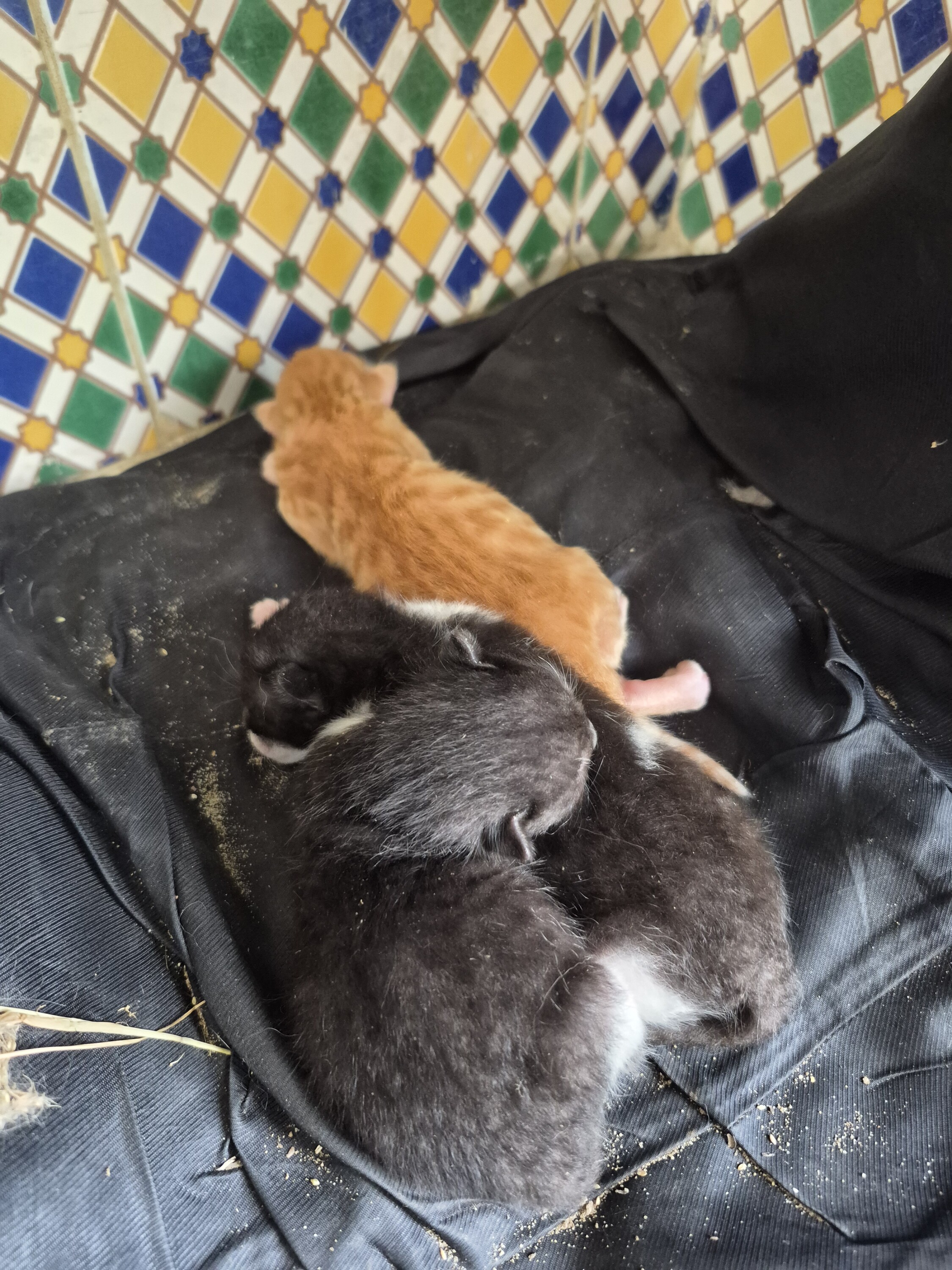 Image justificative de la cagnotte