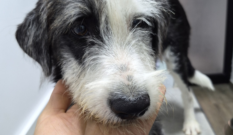 Sauvetage des chats et chiens d'Olfa