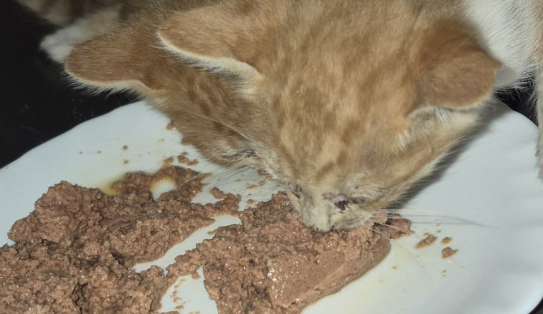 Image justificative de la cagnotte
