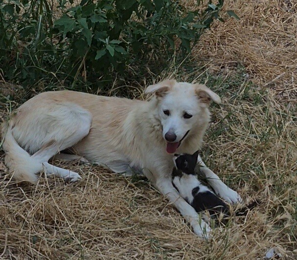 Sauvetage des chats et chiens d'Olfa