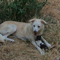 Sauvetage des chats et chiens d'Olfa