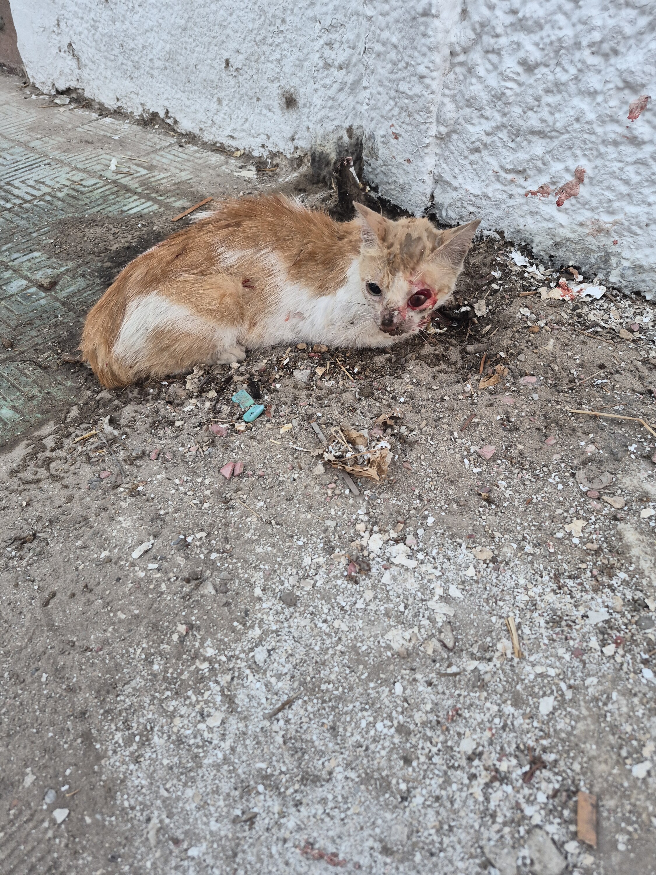 Image justificative de la cagnotte