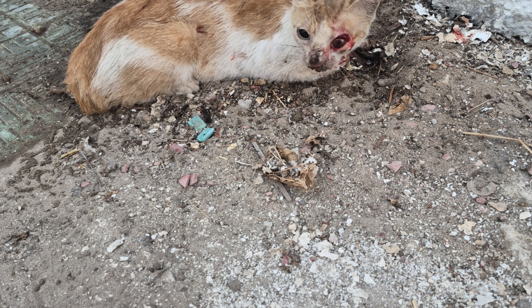 Image justificative de la cagnotte