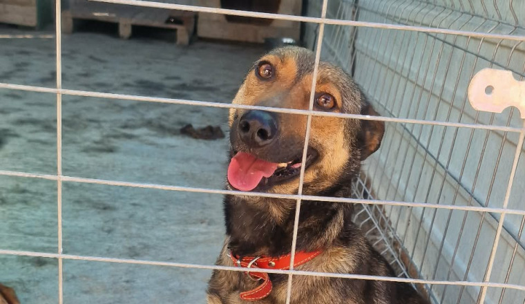 URGENCE SAUVETAGE DE 11 CHIENS DES RUES ET DE FOURRIERES 
