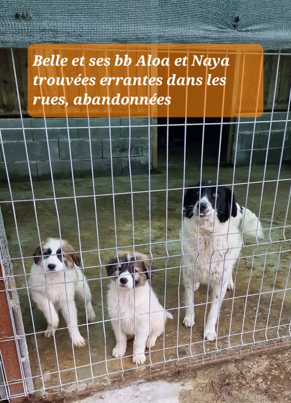 Image justificative de la cagnotte