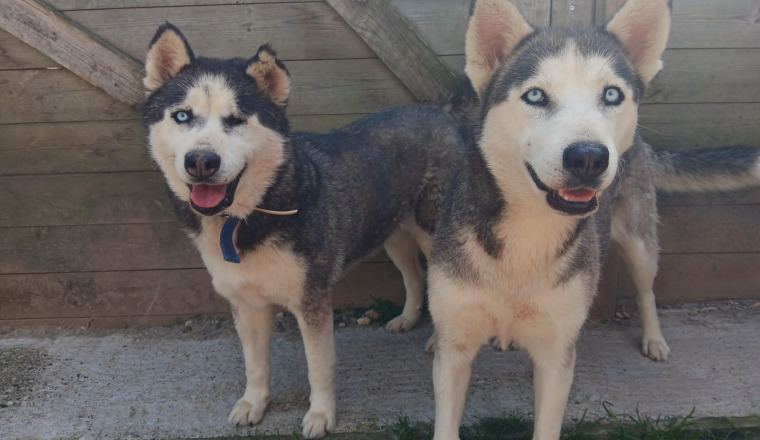 Cosma et Dante ont besoin de vous
