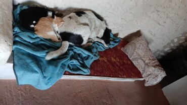 Image justificative de la cagnotte