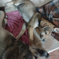SOUTIEN au SANCTUAIRE AMALU 🤲🇲🇦🐕