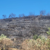 Paysan en détresse incendie Pyrénées orientales 