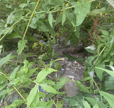Soins et prise en charges des chats errant 