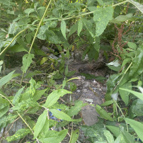 Soins et prise en charges des chats errant 