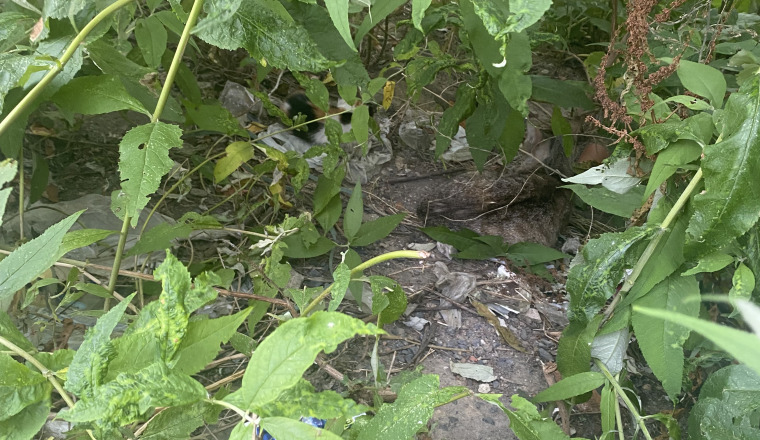 Soins et prise en charges des chats errant 