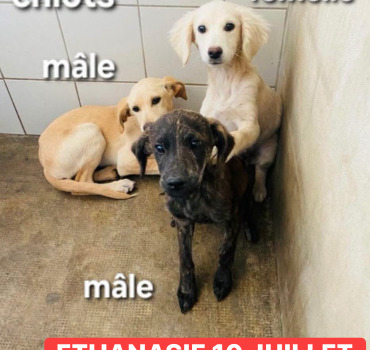  🆘 3 chiots en danger ‼️ Cagnotte solidaire 