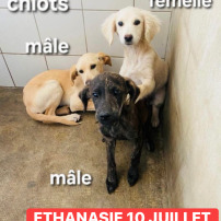 🆘 3 chiots en danger ‼️ Cagnotte solidaire 