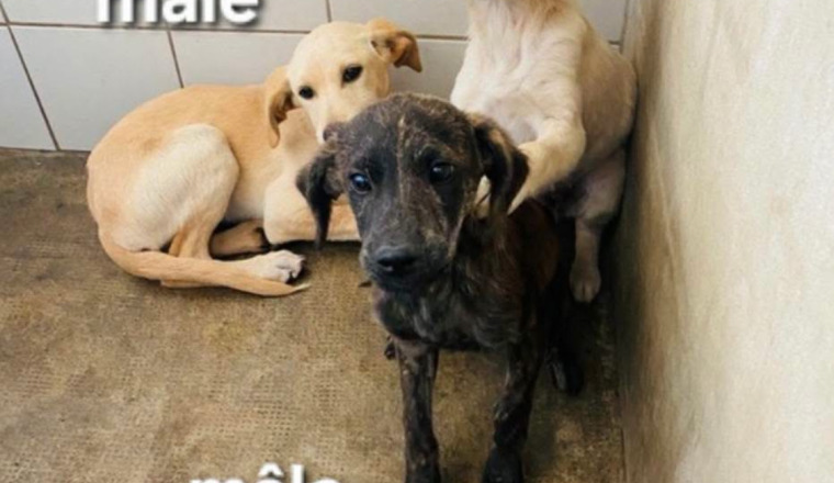  🆘 3 chiots en danger ‼️ Cagnotte solidaire 