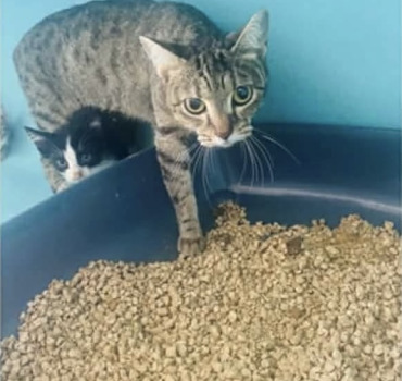 🆘 Chats et chatons en danger d’euthanasie 