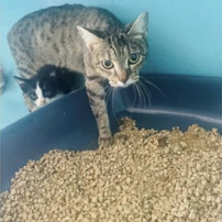 🆘 Chats et chatons en danger d’euthanasie 