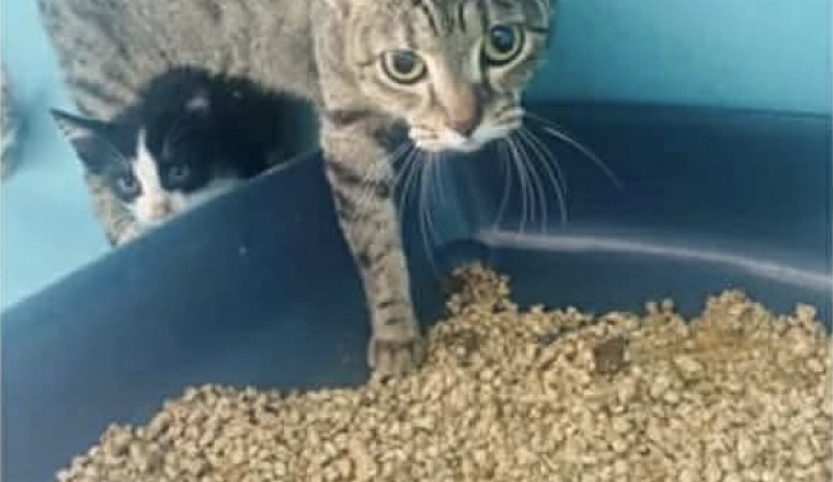 🆘 Chats et chatons en danger d’euthanasie 