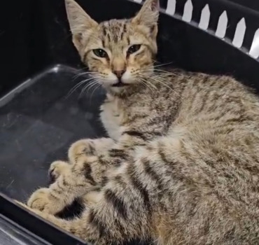 Financer les soins de chats