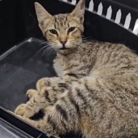 Financer les soins de chats