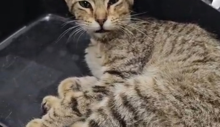 Financer les soins de chats