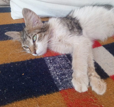 🐾 Sauvons Sami 🐾 🆘