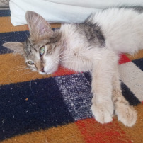 🐾 Sauvons Sami 🐾 🆘