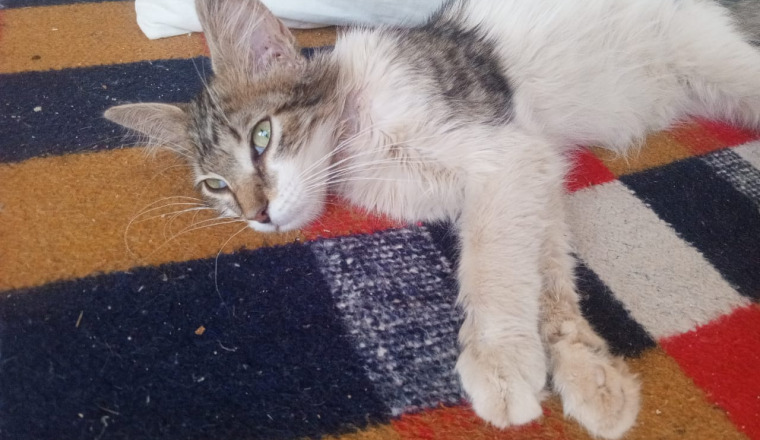 🐾 Sauvons Sami 🐾 🆘