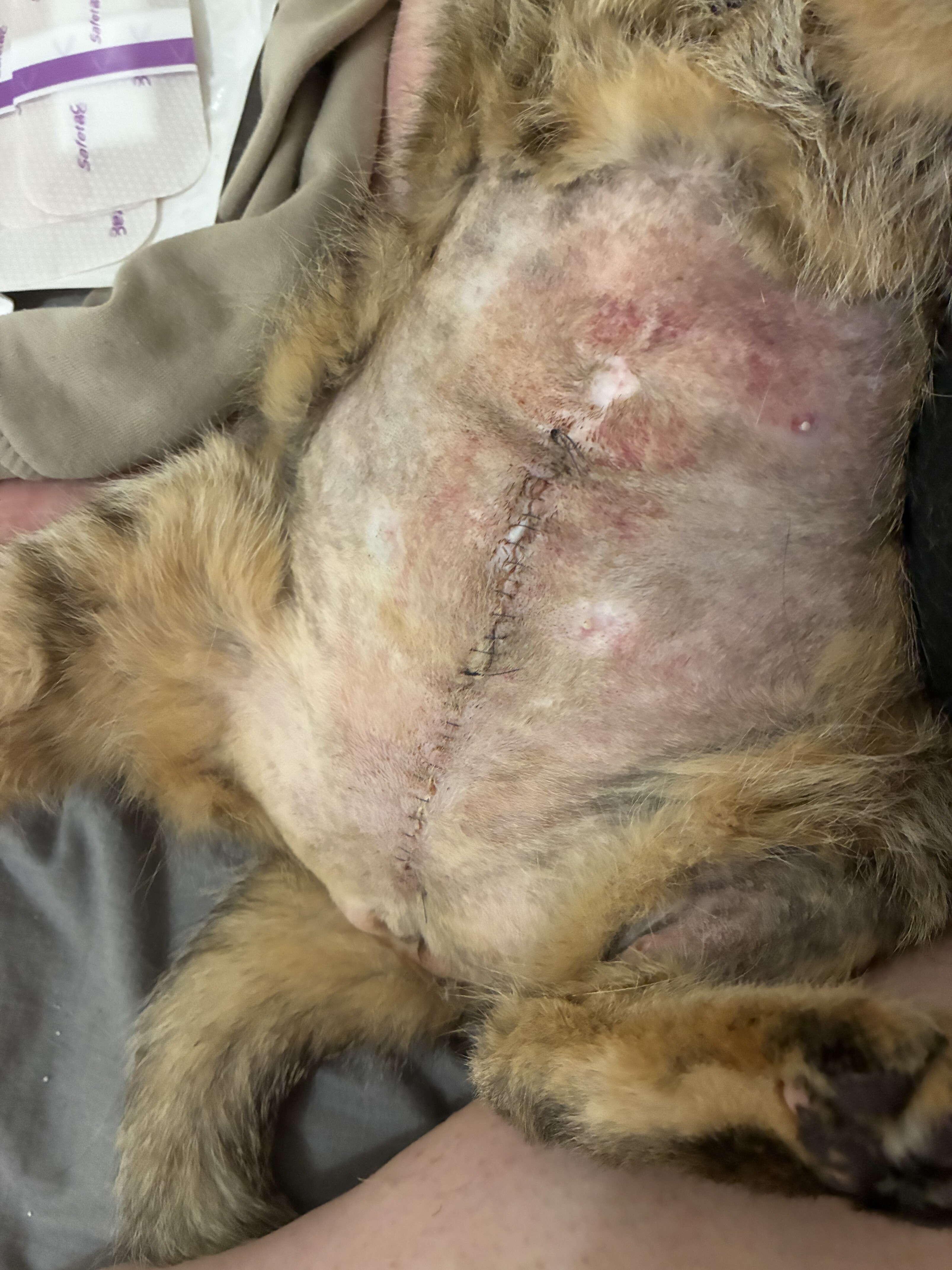 Image justificative de la cagnotte