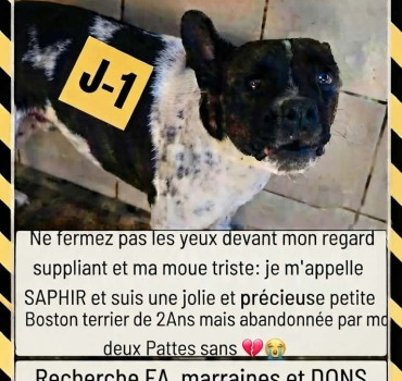 Sauvons Saphir de l’euthanasie 