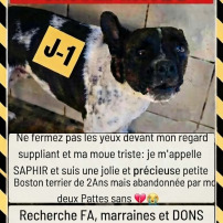 Sauvons Saphir de l’euthanasie 