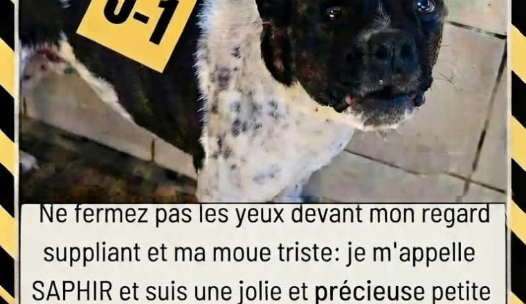 Sauvons Saphir de l’euthanasie 