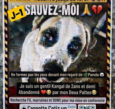 Sauvons Shiro de l’euthanasie 