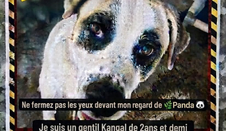 Sauvons Shiro de l’euthanasie 