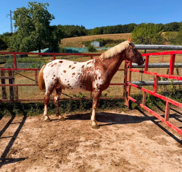 SAUVONS ROSKO 🐎♥️