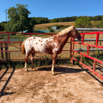 SAUVONS ROSKO 🐎♥️