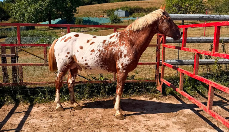SAUVONS ROSKO 🐎♥️