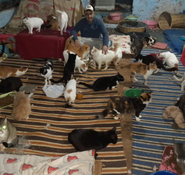 Aide au refuge des Tarikochats juillet 